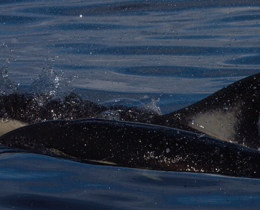 Global agencies discuss Marine Protected Area network challenges and priorities 