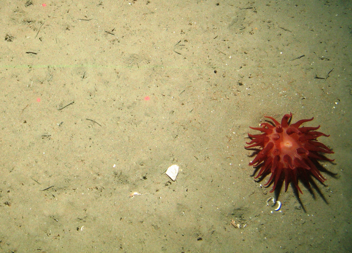 Anemone on sediment at Central Fladen Nature Conservation MPA ©JNCC/Cefas 