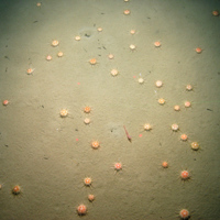 Bed of urchins on sediment at Central Fladen Nature Conservation MPA ©JNCC/Cefas 
