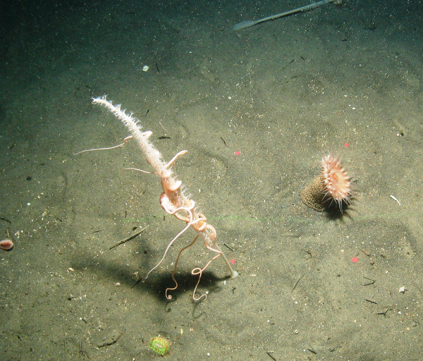 Burrowed mud with a tall sea pen and anemone at Central Fladen Nature Conservation MPA ©JNCC/Cefas 