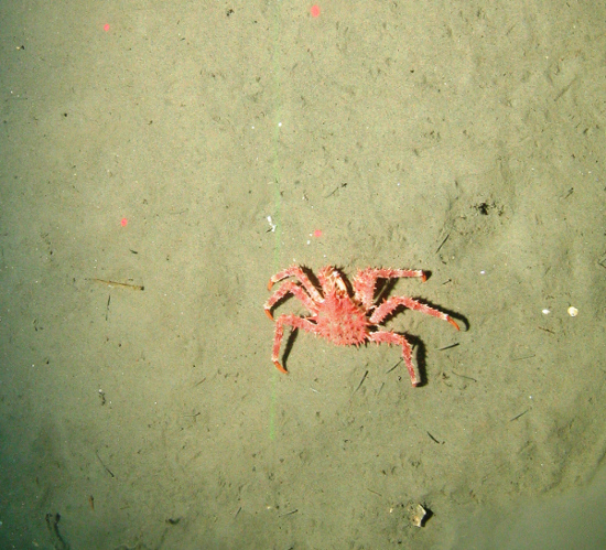 Crab on burrowed mud habitat at Central Fladen Nature Conservation MPA ©JNCC/Cefas 