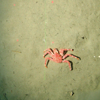 Crab on burrowed mud habitat at Central Fladen Nature Conservation MPA ©JNCC/Cefas 