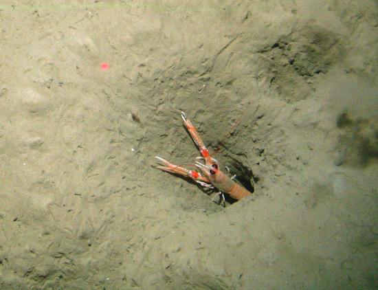 Nephrops in burrow at Central Fladen Nature Conservation MPA ©JNCC/Cefas