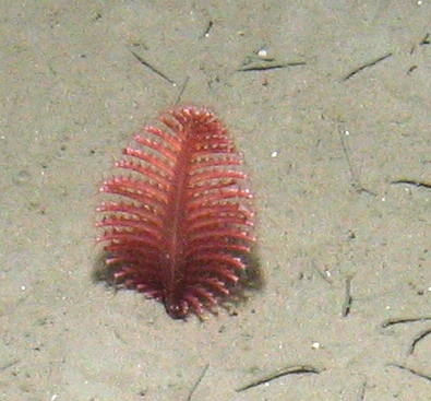 Phosphorescent sea pen (Pennatula phosphorea) at Central Fladen Nature Conservation MPA ©JNCC/Cefas