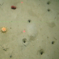 Scallop, urchin, seapens and burrows at Central Fladen Nature Conservation MPA ©JNCC/Cefas