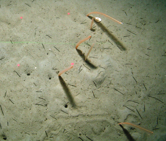 Group of slender seapens and burrows at Central Fladen Nature Conservation MPA ©JNCC/Cefas 