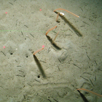 Group of slender seapens and burrows at Central Fladen Nature Conservation MPA ©JNCC/Cefas 