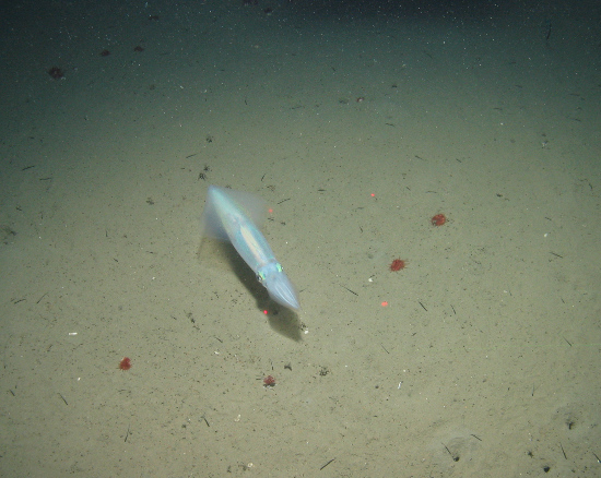 A squid glides above the muddy seabed at Central Fladen Nature Conservation MPA ©JNCC/Cefas