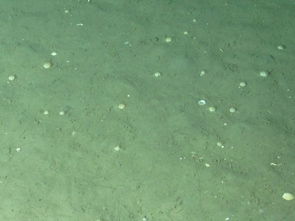 2. Close-up of the seabed showing sea urchins (Echinodea) on offshore deep-sea muds. Image provided by JNCC/Marine Scotland Science.2. Sea urchins (Echinodea) on offshore deep-sea muds. ©JNCC/Marine Scotland Science.