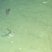 5. Close-up of the seabed showing Ocean quahog (Arctica islandica), phosporescent sea-pen (Pennatula phosphorea) and gurnard (Triglidae) on offshore subtidal sands and gravels. Image provided by JNCC/Marine Scotland Science.