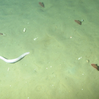 3. Close-up of the seabed showing phosphorescent sea-pens (Pennatula phosphorea) and hag fish (Myxini) on offshore subtidal sands and gravels. Image provided by JNCC/Marine Scotland Science.
