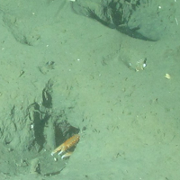 4. Close-up of the seabed showing Norway lobster (Nephrops norvegicus) burrow in offshore subtidal sands and gravels. Image provided by JNCC/Marine Scotland Science.