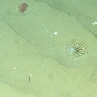 1. Close-up of the seabed showing sea anemone (Arachnanthus sarsi) and Phosphorescent sea-pens (Pennatula phosphorea) on offshore subtidal sands and gravels. Image provided by JNCC/Marine Scotland Science.