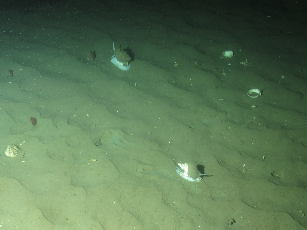 6. Close-up of the seabed showing large sea snails (Buccinidae ssp.) on subtidal sand and gravel. Image provided by JNCC/Marine Scotland Science.