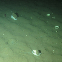 6. Close-up of the seabed showing large sea snails (Buccinidae ssp.) on subtidal sand and gravel. Image provided by JNCC/Marine Scotland Science.