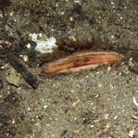 1. Close-up of the seabed showing a siphon of an ocean quahog (Arctica islandica). Image by Becky Hitchin.