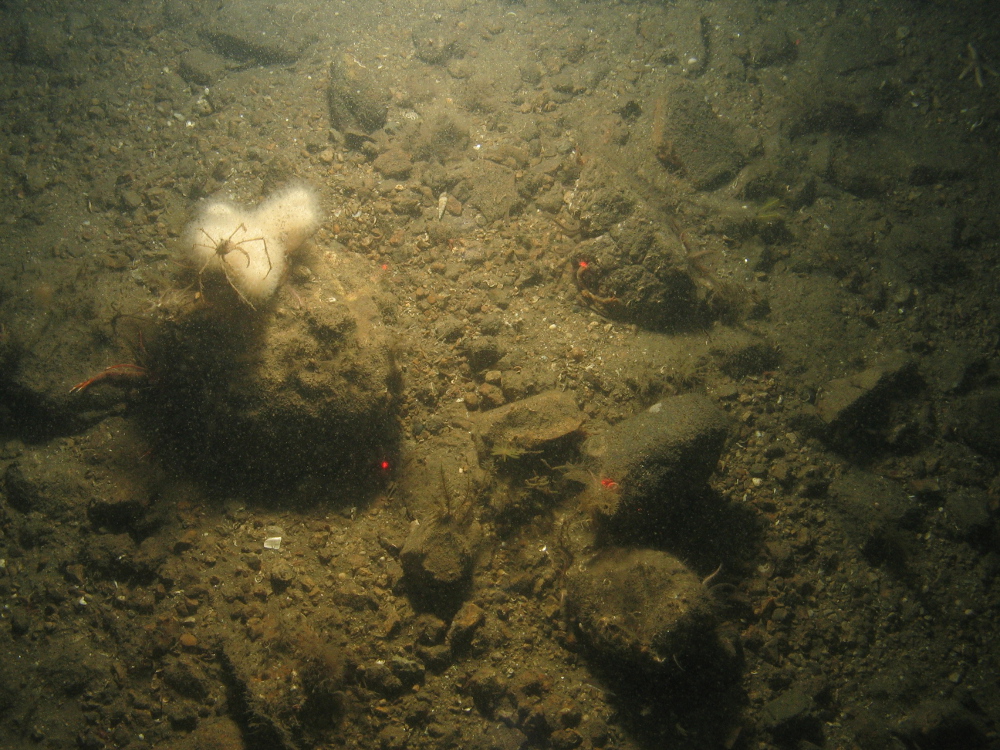 3. Close-up of the seabed at Farnes East MCZ, showing subtidal mixed sediment habitat with sea spider on a Dead Man's Finger soft coral (Alcyonium digitatum). Image by JNCC/Cefas