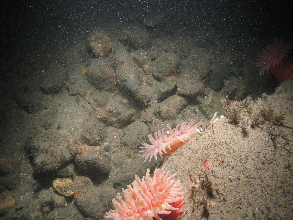 5. Close-up of the seabed at Farnes East MCZ showing anemones (Anthozoa) and other epifauna on moderate energy circalittoral rock. Image by JNCC/Cefas.