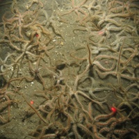 6. Close-up of the seabed at Farnes East MCZ showing brittlestar (Ophiothrix) beds on rocky seabed. Image by JNCC/Cefas.