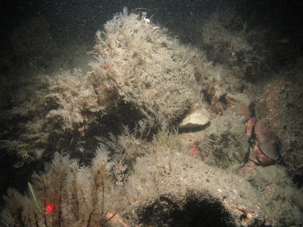 7. Close-up of the seabed at Farnes East MCZ showing crab (Cancer pagurus), brittlestars (Ophiothrix) and epifauna on moderate energy circalittoral rock. Image by JNCC and Cefas.