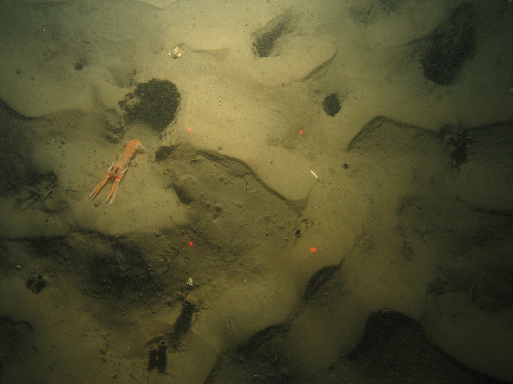 9. Close-up of the seabed at Farnes East MCZ showing Norway lobster (Nephrops norvegicus) outside its burrow, along with other burrows and tubes in rippled muddy sediment. Image by JNCC/Cefas.