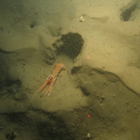 9. Close-up of the seabed at Farnes East MCZ showing Norway lobster (Nephrops norvegicus) outside its burrow, along with other burrows and tubes in rippled muddy sediment. Image by JNCC/Cefas.