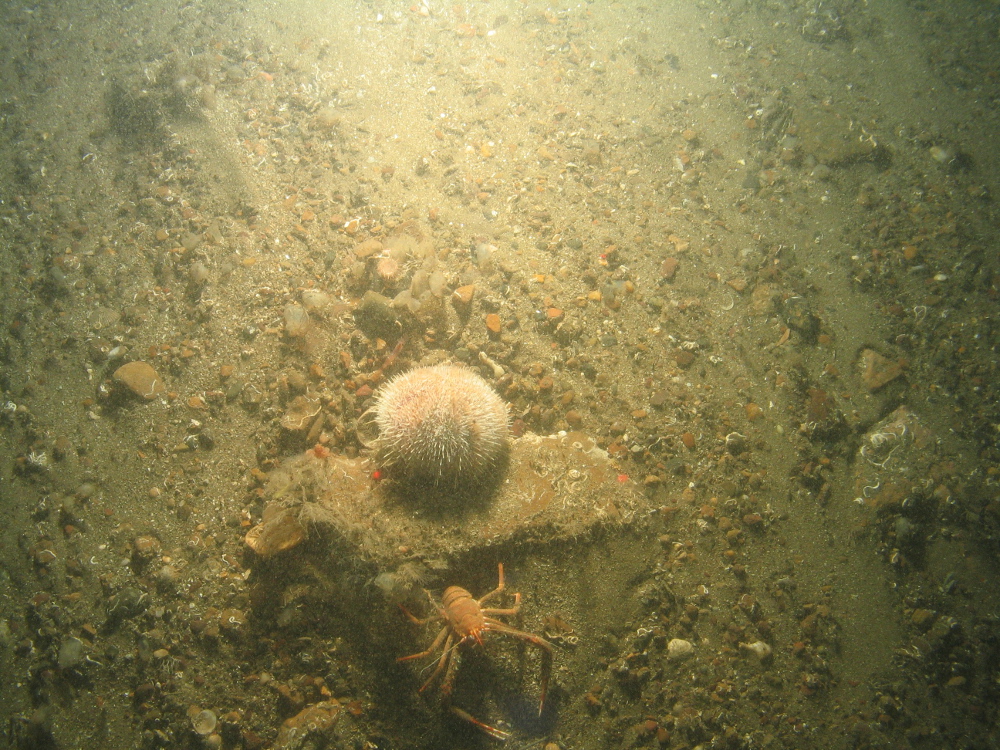 12. Close-up of the seabed at Farnes East MCZ showing squat lobster (Munida sp) and sea urchin on coarse sediment. Image by JNCC/Cefas.