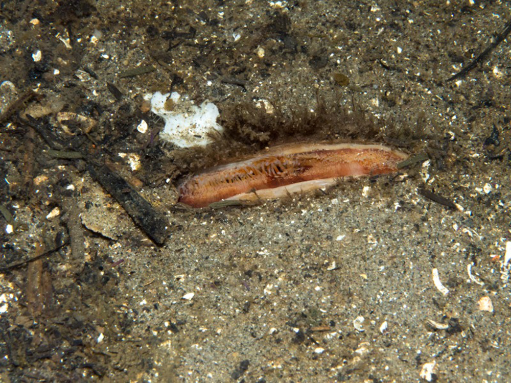 1. Close-up of the seabed showing siphons of the bivalve Ocean quahog in sandy sediment. Image provided by Becky Hitchin.
