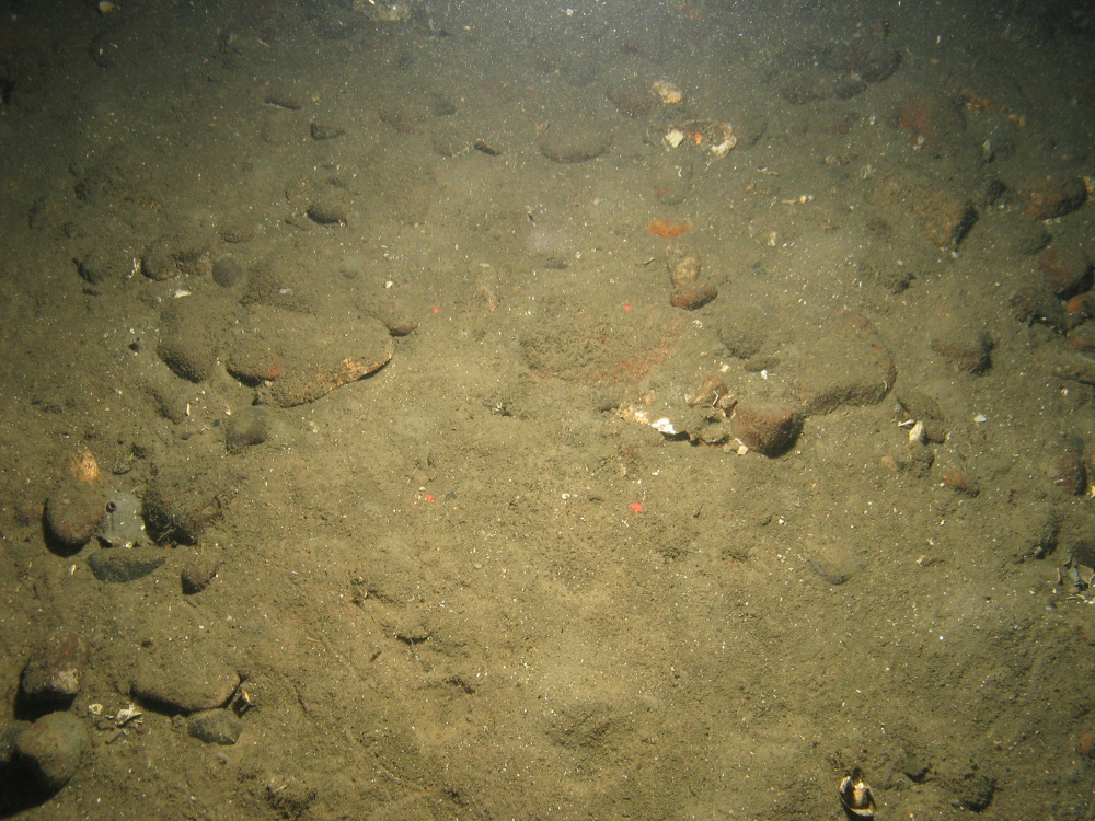 8. Close-up of the seabed at Fulmar MCZ showing sandy mud with small cobbles and pebbles with shell fragments. Image provided by JNCC/Cefas.