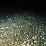 Image of the seabed at Geike Slide and Hebridean Shelf MPA, showing cobbles and pebbles with shells (©JNCC / Marine Scotland Science) 