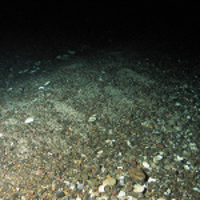Image of the seabed at Geike Slide and Hebridean Shelf MPA, showing cobbles and pebbles with shells (©JNCC / Marine Scotland Science) 