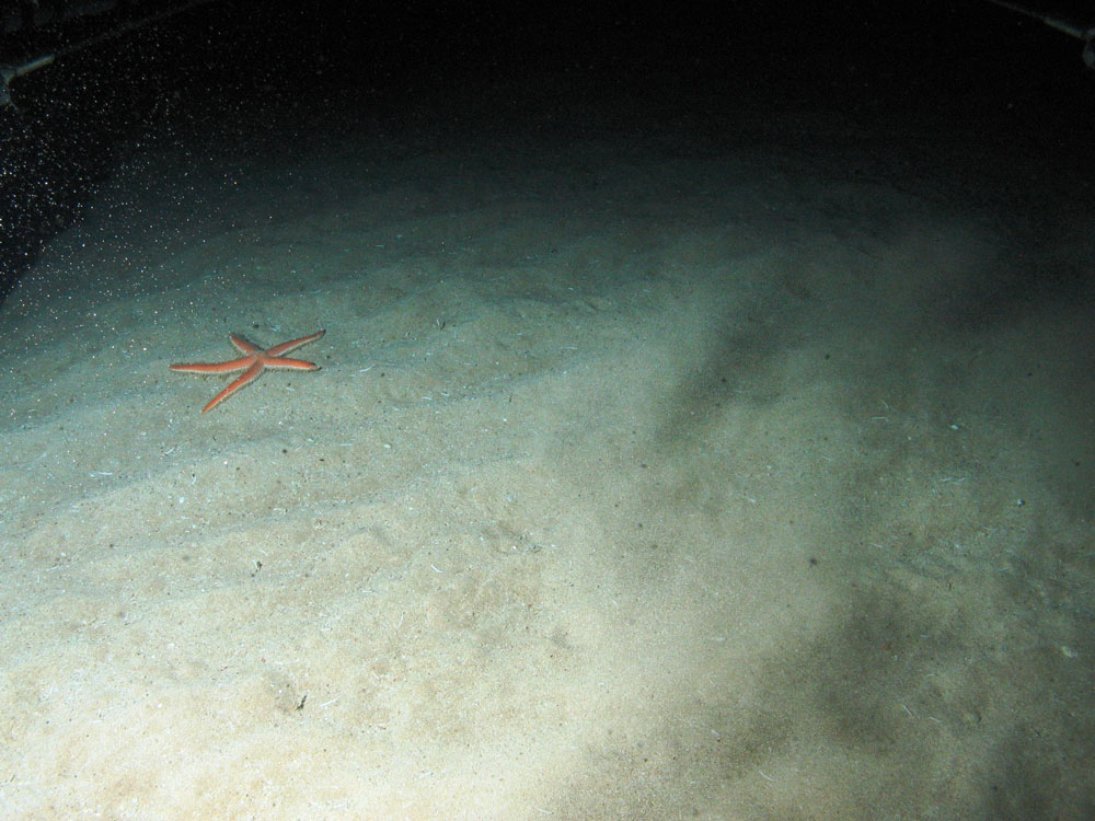 Close up of the seabed at the continental slope of Geikie Slide and Hebridean Slope MPA (©JNCC/Marine Scotland Science)