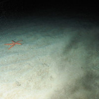 Close up of the seabed at the continental slope of Geikie Slide and Hebridean Slope MPA (©JNCC/Marine Scotland Science)