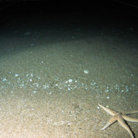 Close up of the seabed at Geikie Slide and Hebridean Slope MPA with a starfish and shell hash (©JNCC/Marine Scotland Science)