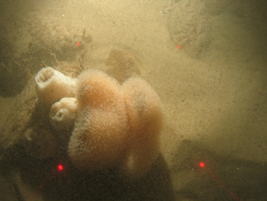Dead man's fingers and clonal plumose anemone on sand with cobbles in North Norfolk Sandbanks and Saturn Reef SAC.