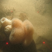 Dead man's fingers and clonal plumose anemone on sand with cobbles in North Norfolk Sandbanks and Saturn Reef SAC.
