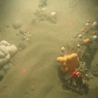 Dead man's fingers, hornwrack and dahlia anemone on sand with occasional cobbles in North Norfolk Sandbanks and Saturn Reef SAC.