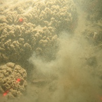 Sabellaria spinulosa reef with common starfish and hornwrack in North Norfolk Sandbanks and Saturn Reef SAC.