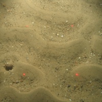 Coarse sandy sediment with sand ripples in  North Norfolk Sandbanks and Saturn Reef SAC.