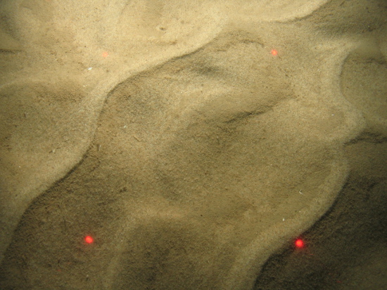 Fine sand sediment with ripples in North Norfolk Sandbanks and Saturn Reef SAC