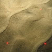 Fine sand sediment with ripples in North Norfolk Sandbanks and Saturn Reef SAC