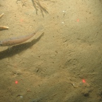 Starfish and juvenile fish on fine sand in North Norfolk Sandbanks and Saturn Reef SAC.