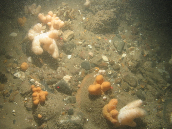 Dead man's fingers and hornwrack on coarse sediment with cobbles and pebbles in North Norfolk Sandbanks and Saturn Reef SAC.