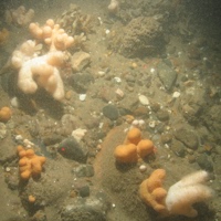Dead man's fingers and hornwrack on coarse sediment with cobbles and pebbles in North Norfolk Sandbanks and Saturn Reef SAC.