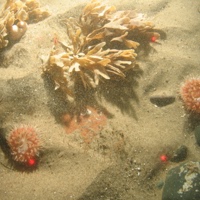 Dahlia anemone and hornwrach on fine sediment with occasional cobbles in North Norfolk Sandbanks and Saturn Reef SAC. 