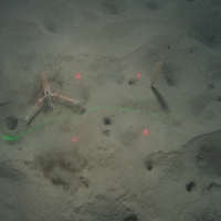 Seapen (Virgularia sp.) and Nephrops sp. on burrowed mud