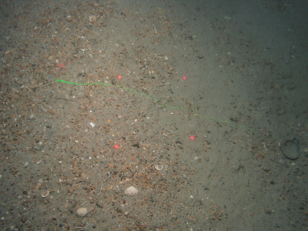 Schaphopod shells and brittlestar (Ophiuroidea) on sand and gravel sediment