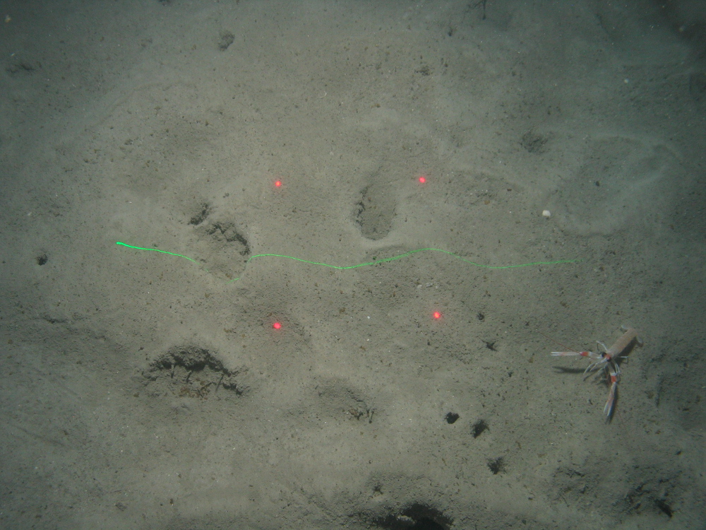 Burrowing anemones in sandy mud