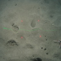 Burrowing anemones in sandy mud