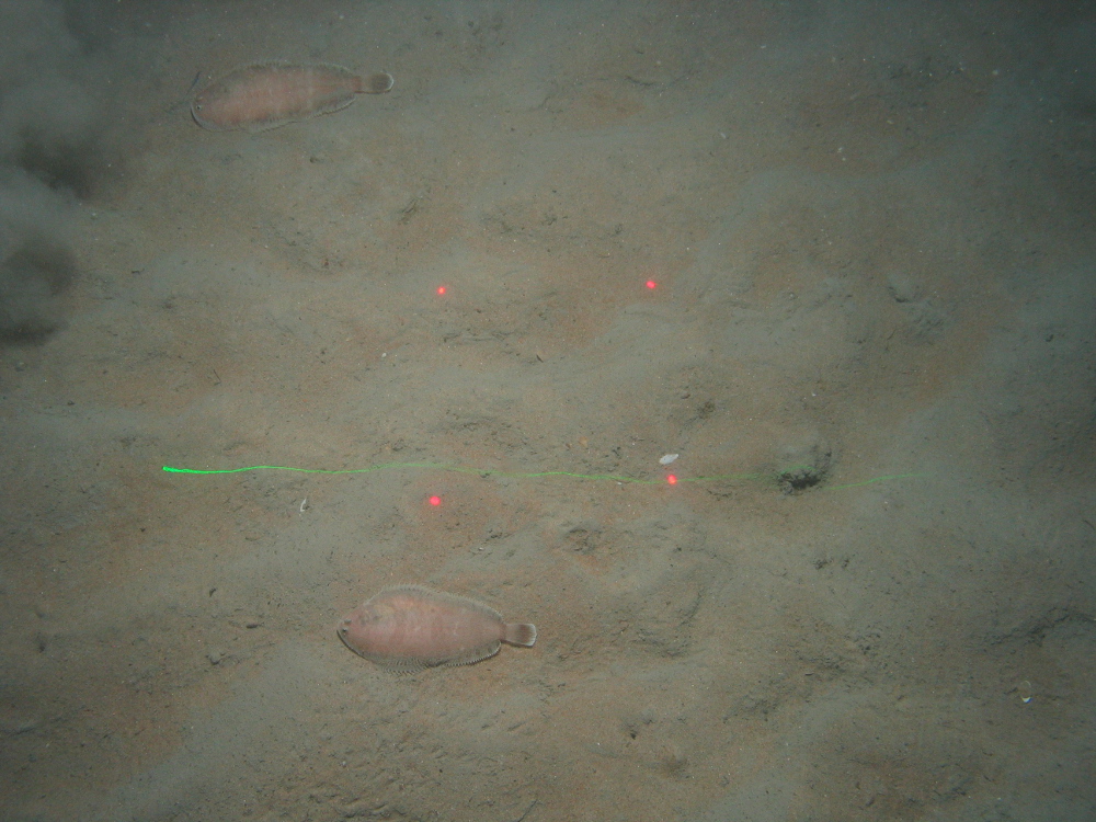 Flatfish on sandy mud